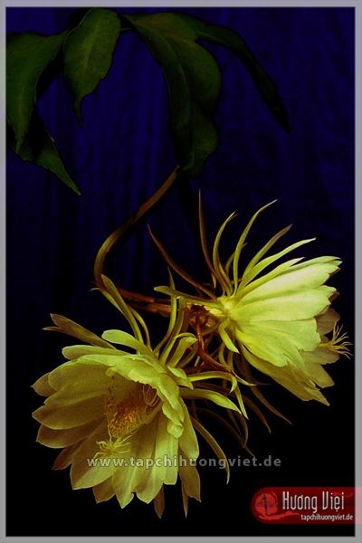 http://tapchihuongviet.eu/web-Bilder/sacxuan/tapchihuongviet_gncn_101.jpg