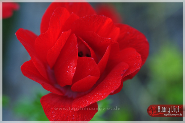 http://tapchihuongviet.eu/web-Bilder/sacxuan/tapchihuongviet_gncn_101.jpg