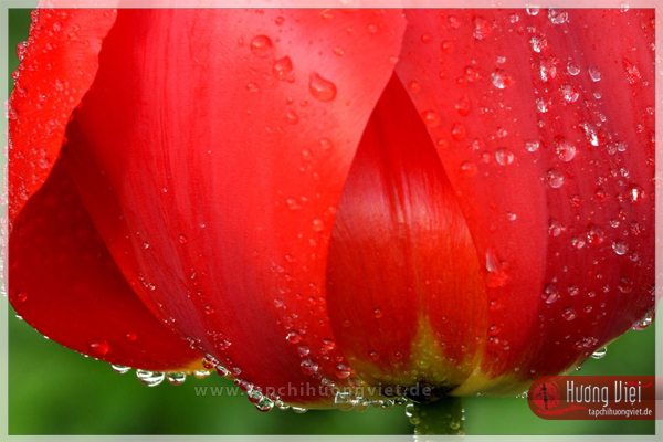http://tapchihuongviet.eu/web-Bilder/sacxuan/tapchihuongviet_gncn_101.jpg