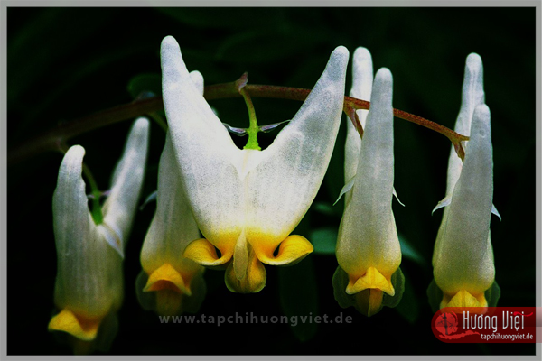 http://tapchihuongviet.eu/web-Bilder/sacxuan/tapchihuongviet_gncn_101.jpg