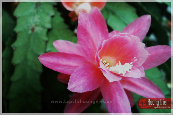 http://tapchihuongviet.eu/web-Bilder/sacxuan/tapchihuongviet_gncn_101.jpg