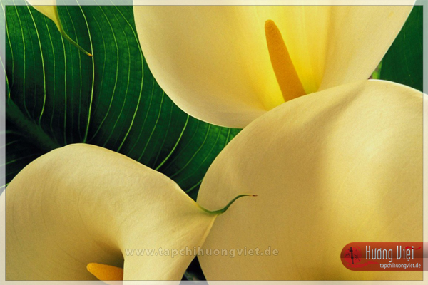 http://tapchihuongviet.eu/web-Bilder/sacxuan/tapchihuongviet_gncn_101.jpg