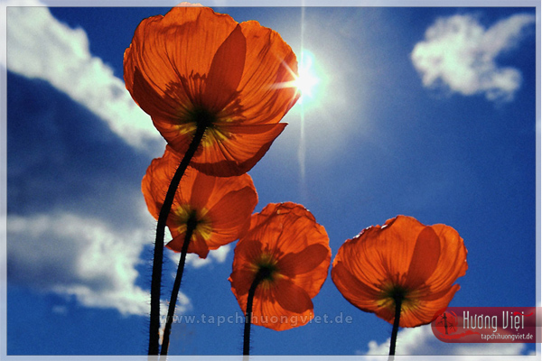 http://tapchihuongviet.eu/web-Bilder/sacxuan/tapchihuongviet_gncn_101.jpg